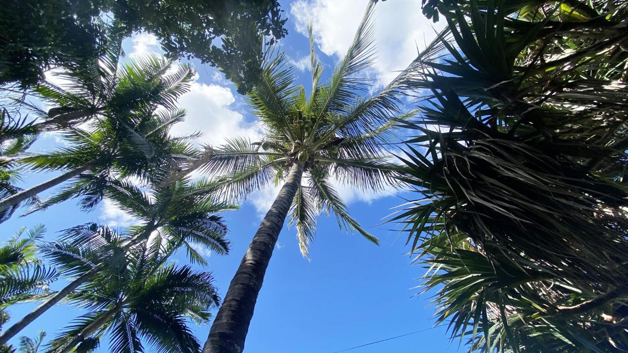 Coliver - Coliving A La Reunion Сен-Пьер Экстерьер фото